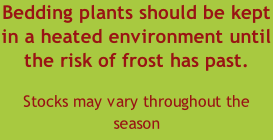 Bedding plants should be kept in a heated environment until the risk of frost has past.  Stocks may vary throughout the season